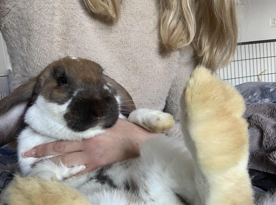 Süsses Französisch Widder Kaninchen sucht dich