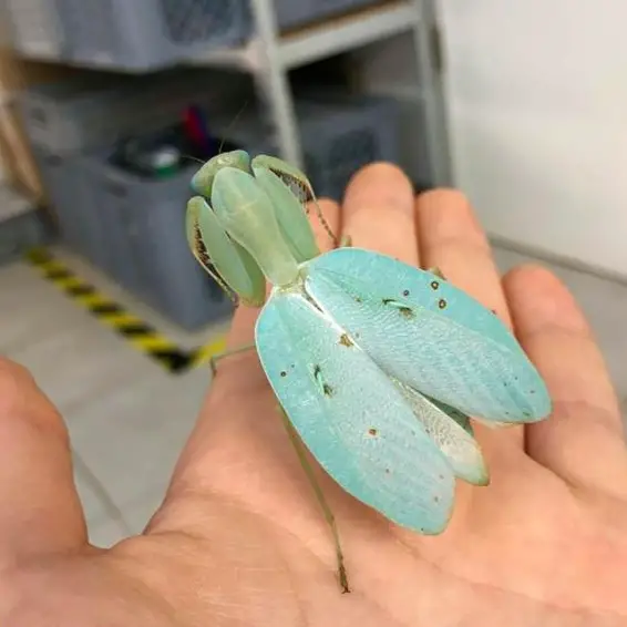 Gottesanbeterinnen: Hymenopus, Orchideenmantide, Hierodula, Riesenmantis