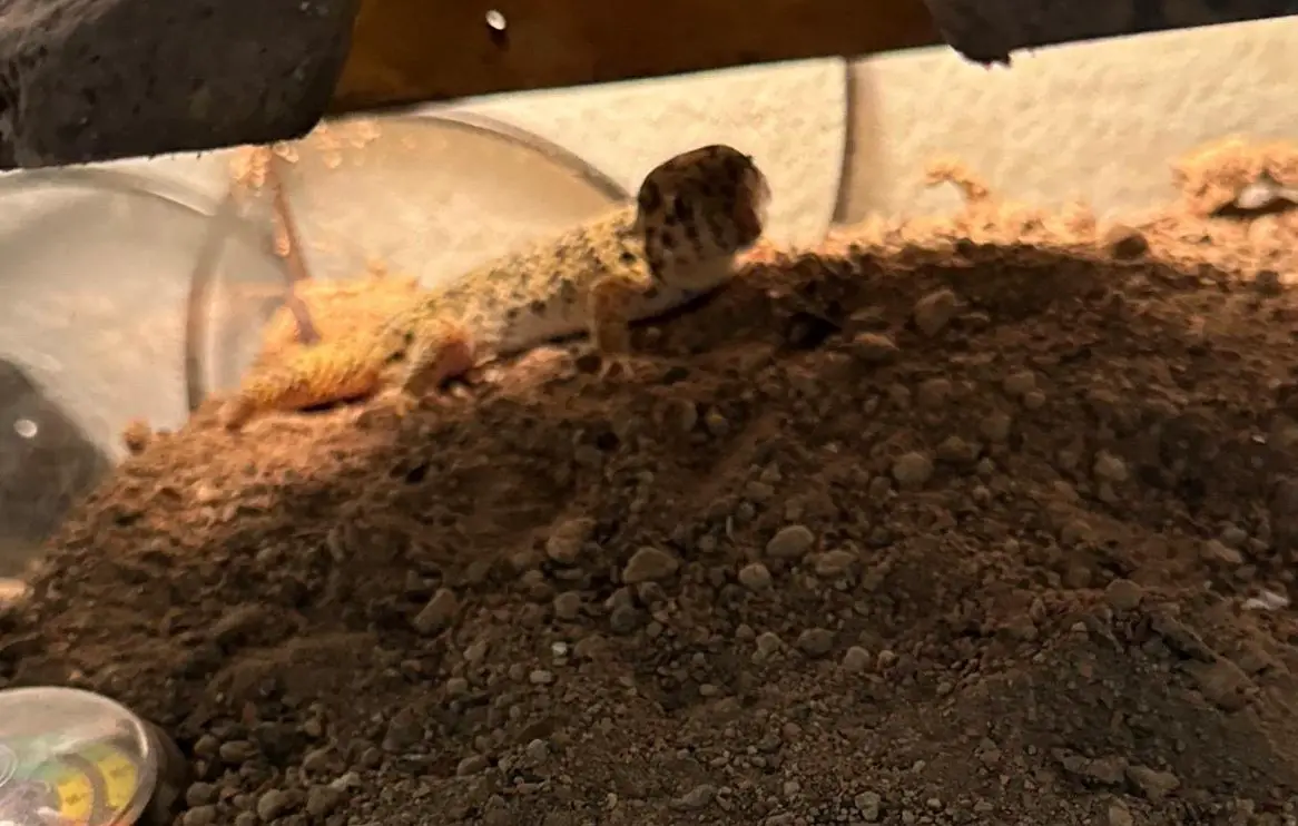 Wundergecko Weibchen zu verkaufen