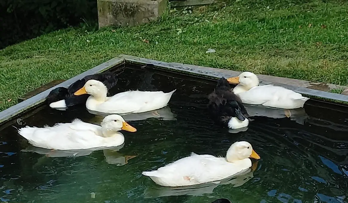 Junge Pommernenten suchen ein schönes Zuhause