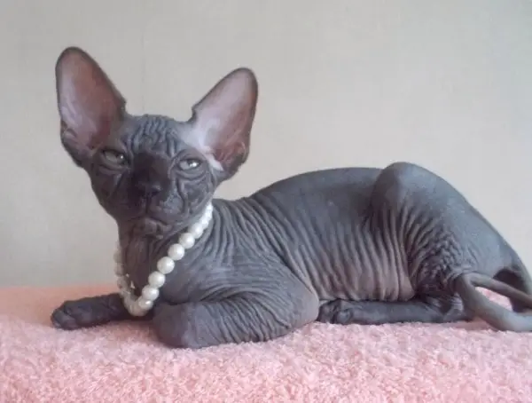 Atemberaubende blaue kanadische Sphynx-Kätzchen