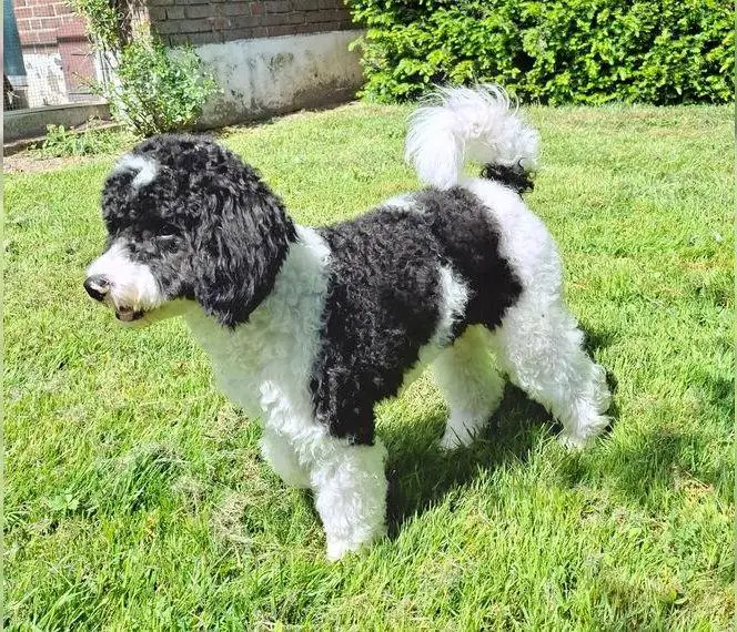 Cavapoo F1b Jungrüde