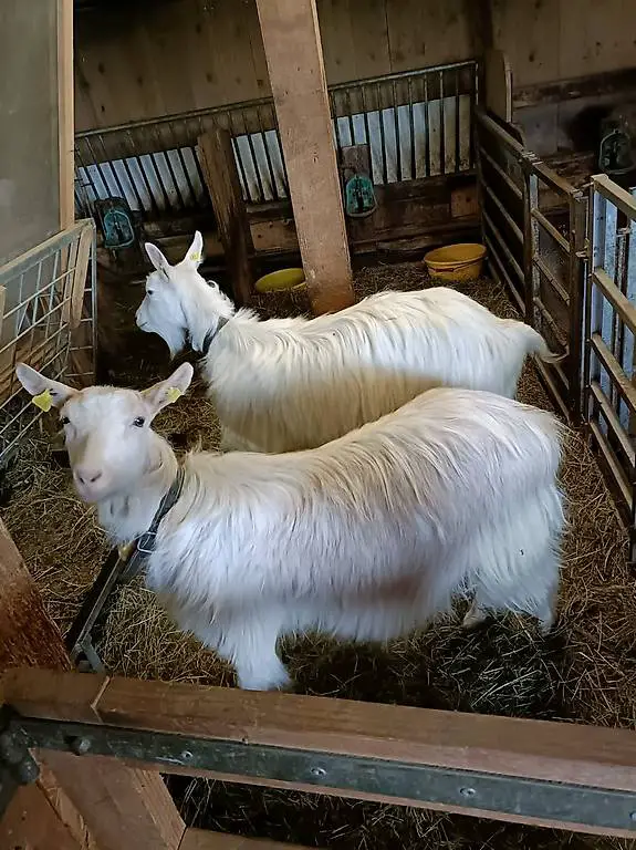 Ziegen, Hornlos, 2 weisse & 3 braune