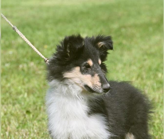 Bezaubernde Collie Hündin - CEA FREI mit FCI Papieren