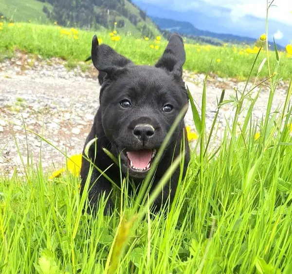 Labrador Welpe schwarz, Rüde