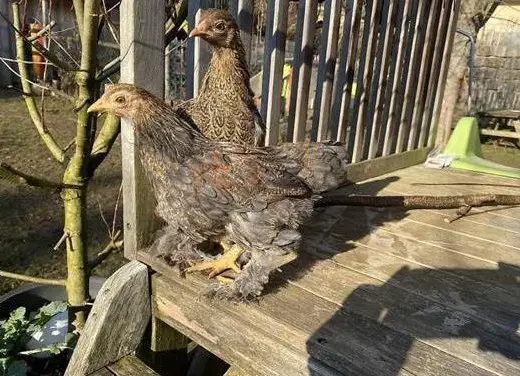 Zwerg-Brahma Hahn und Henne zu verkaufen