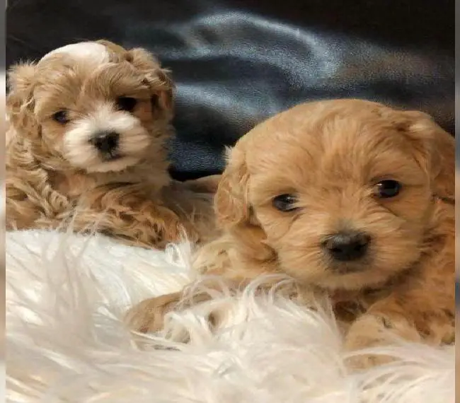 Bezaubernde Maltipoo Welpen aus F1 Verpaarung - Toy Pudel