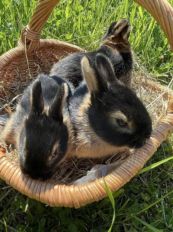 Junge reinrassige Schwarzloh Kaninchen