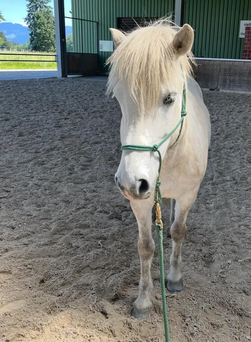 Liebenswerter Isländer Wallach für Therapie/Reitschule