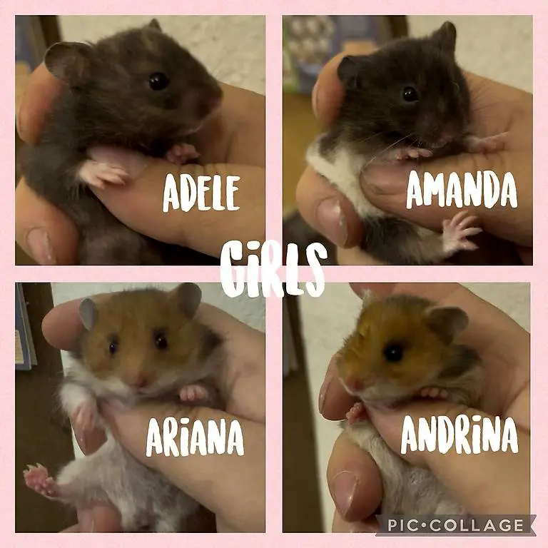 Teddyhamster Goldhamster