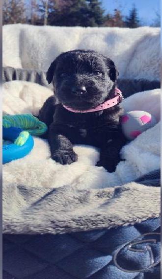 Knuffige Labradoodle Welpen F1 mit Ahnentafel (Charcoal & Silber Mix)