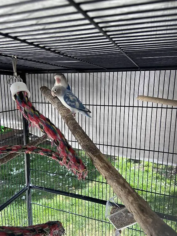 Vendo agapornis fischer