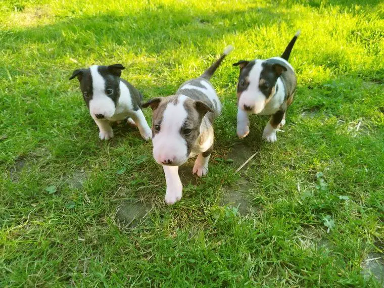 Miniatur Bullterrier Welpen, 5 Wochen alt, mit Ahnentafel