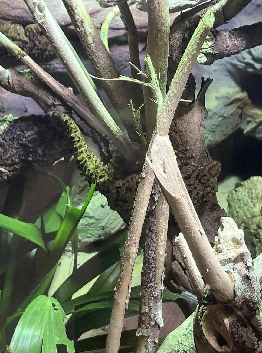 Gruppe Mauergecko zu verkaufen