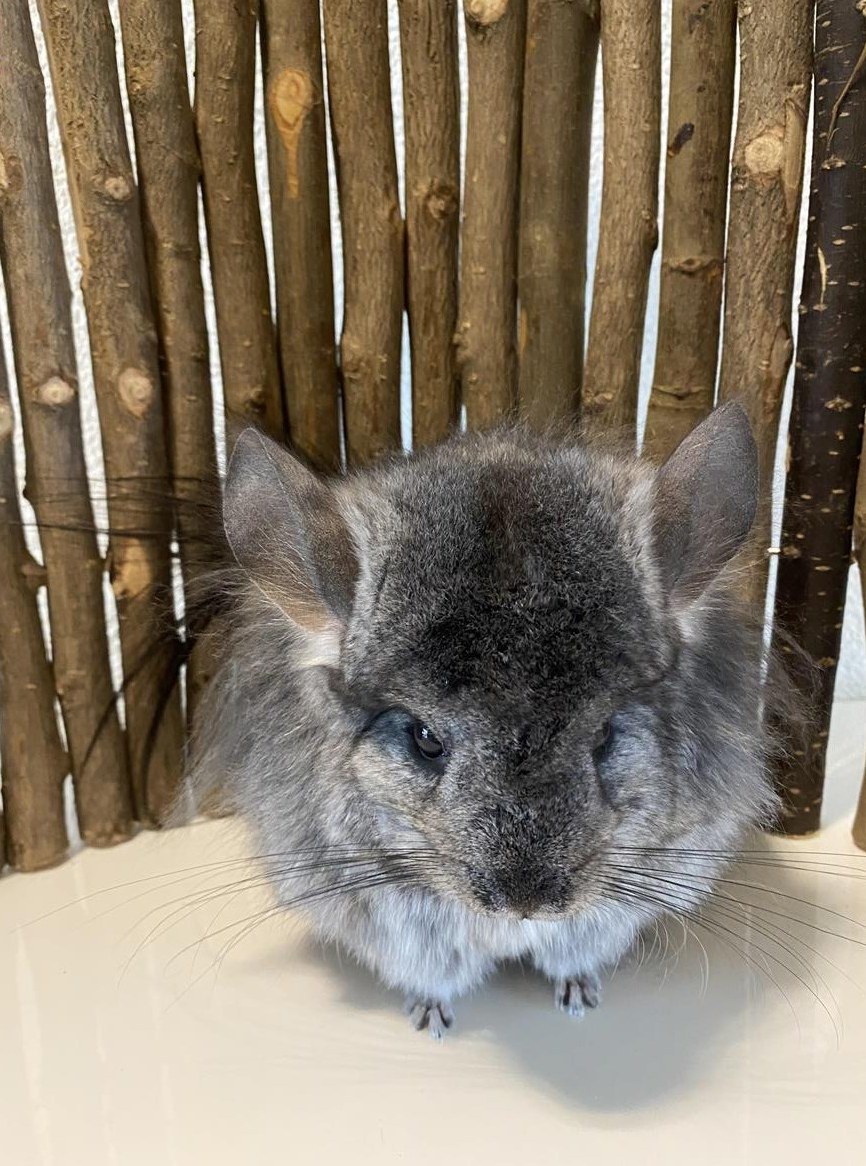 Chinchilla Paar RPA suchen neues Zuhause