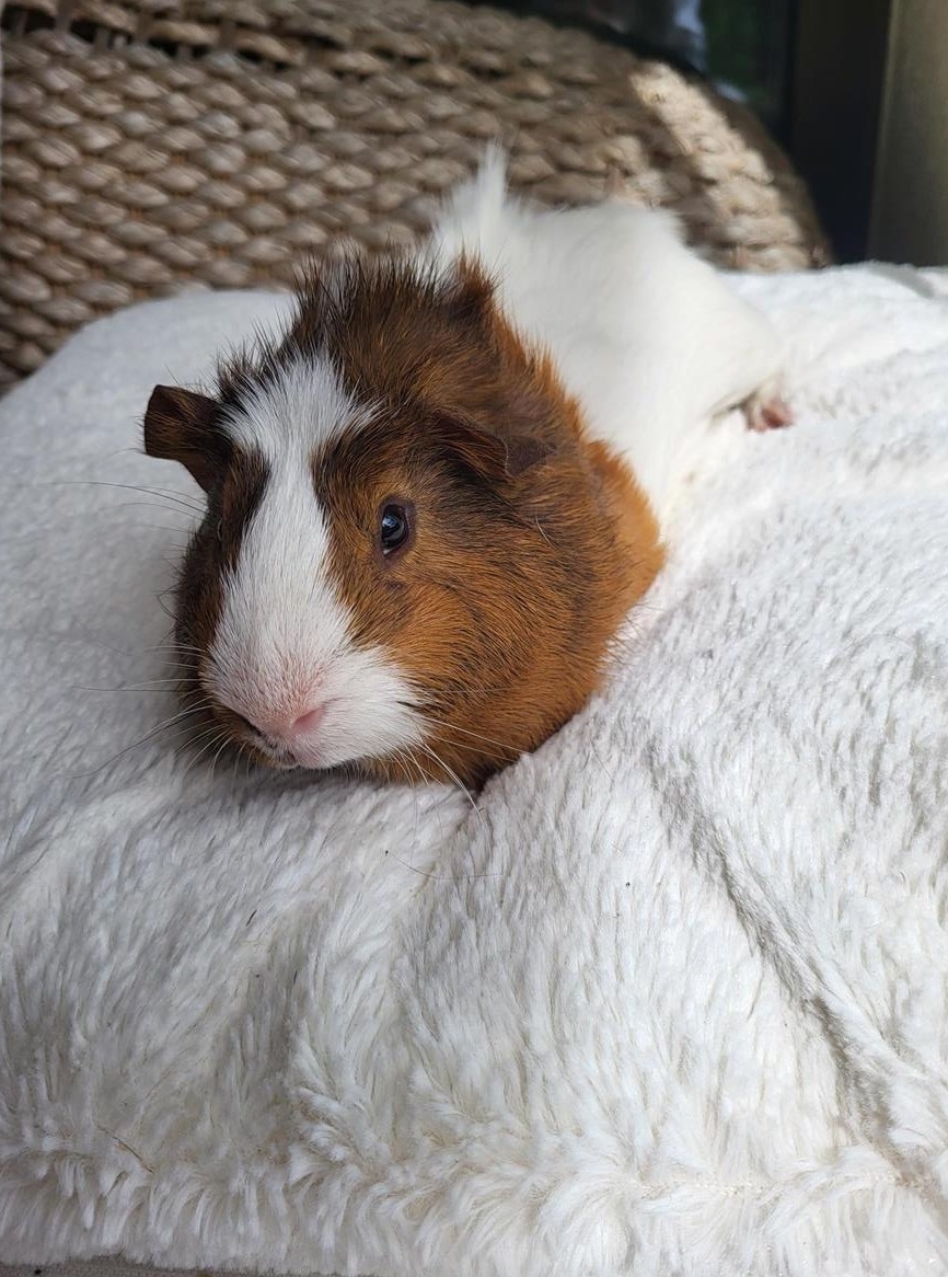 Junge Meerschweinchen Böckli suchen Zuhause in Aussenhaltung