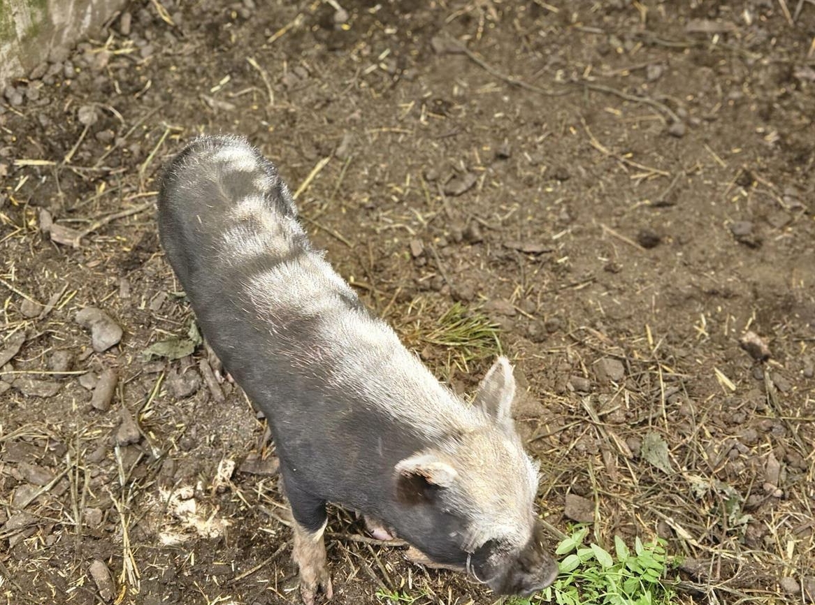 2 Minipig Eber suchen neuen Lebensplatz