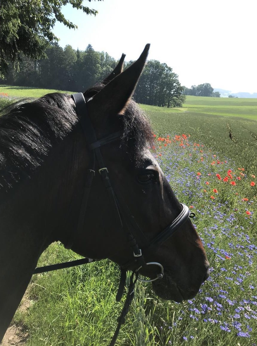 Reitbeteiligung gesucht für CH-Stute in 9500 Wil SG