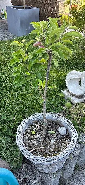 Zwerg Apfelbaum