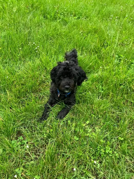 Pudel Mischling abzugeben (sucht Zuhause mit Hundeerfahrung)