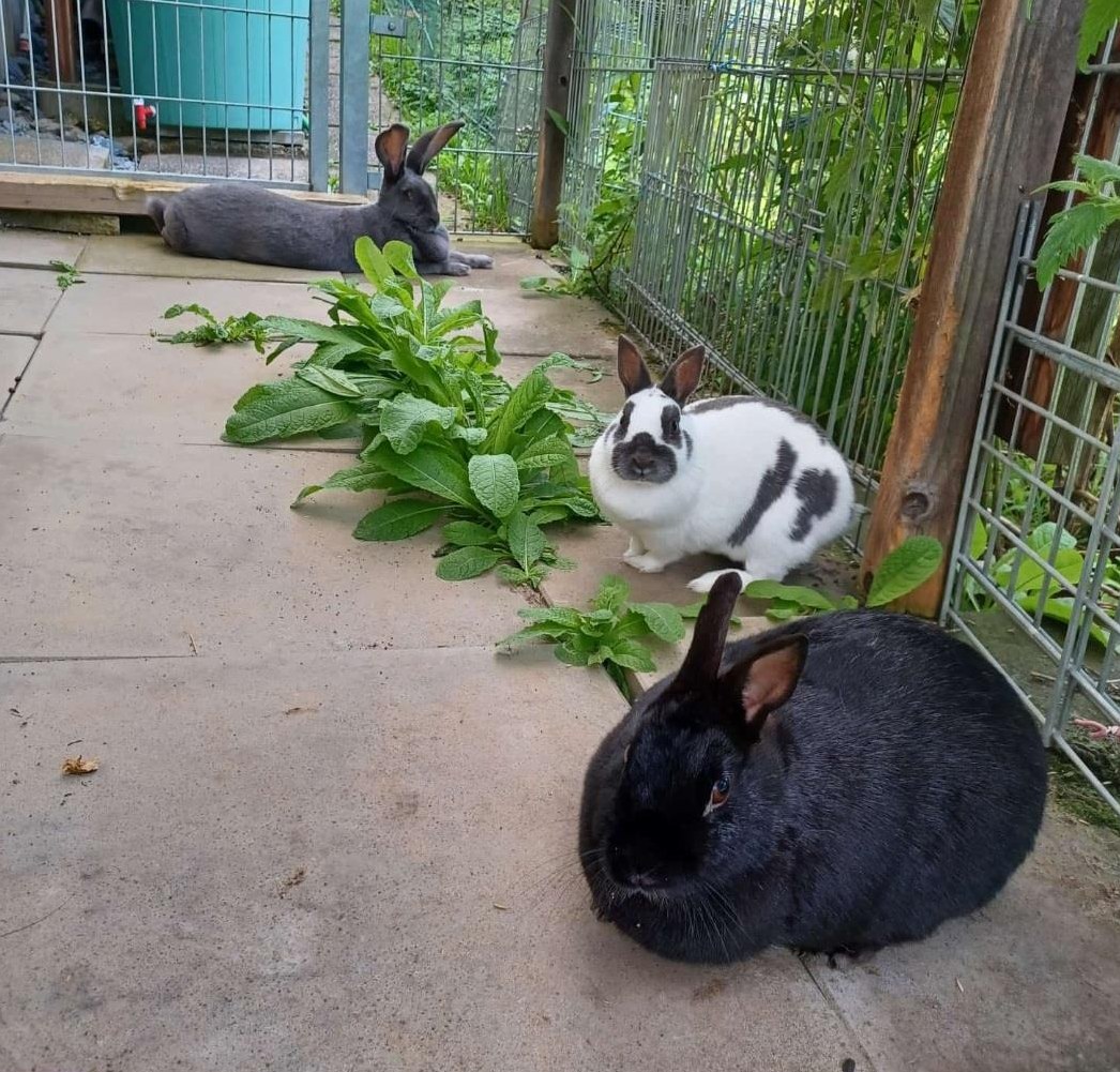3 Schecken Kaninchen suchen einen neuen Platz