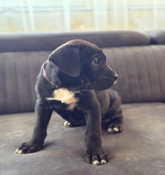 Cane Corso/Boerboel Welpen (letzte zwei Weibchen )