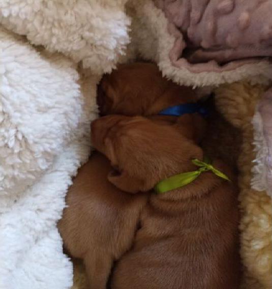 Magyar Vizsla Welpen mit Papieren Abgabe nach Ostern