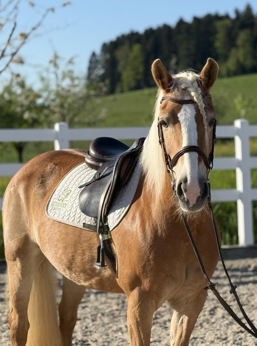Brave Haflinger Stute, 1.48m, 19-jährig