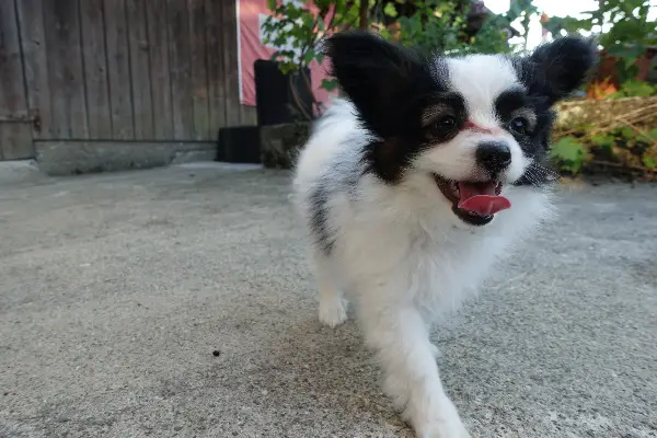 Verspielter Papillon-Welpe zu verkaufen