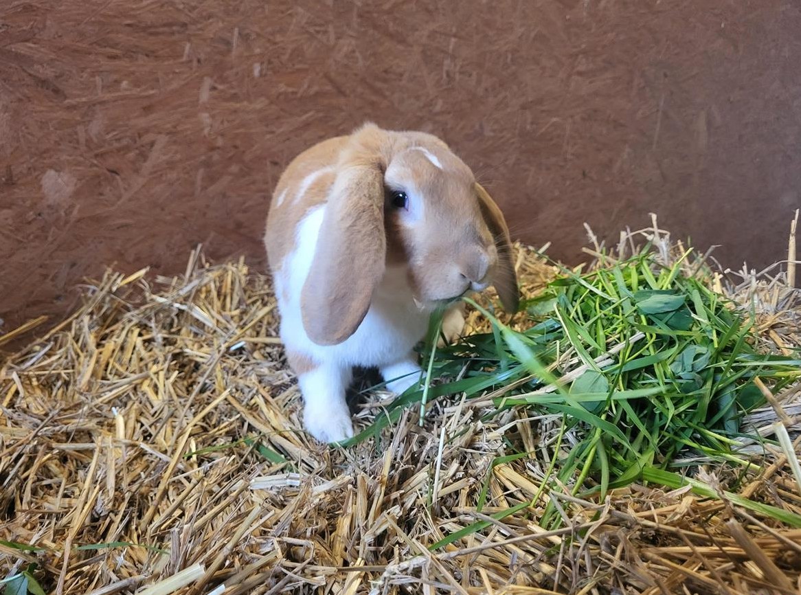 Kurzhaar Kaninchen Rammler zu verkaufen