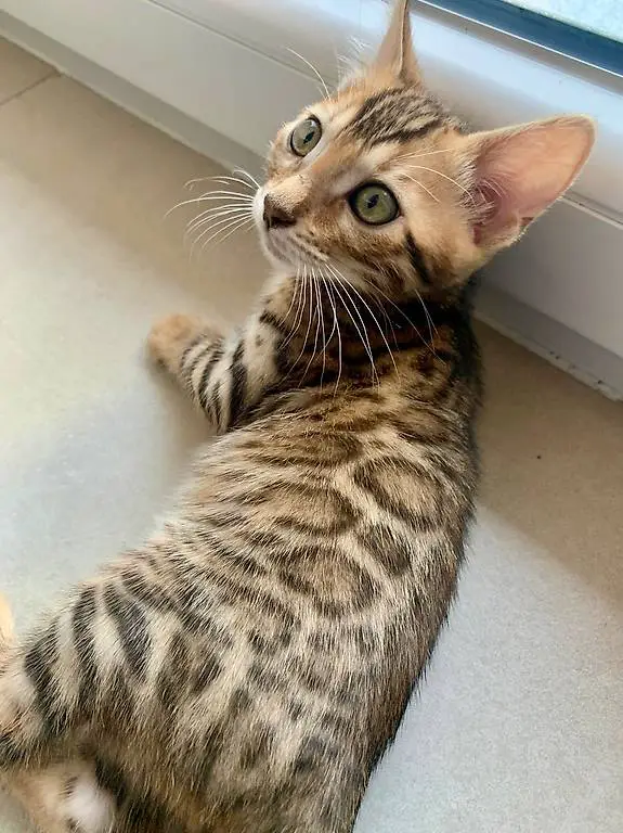 Magnifiques Chatons bengals