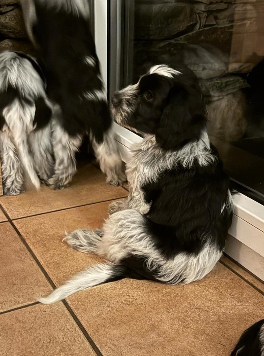 Schapendoes Welpen, weiblich suchen ein Zuhause