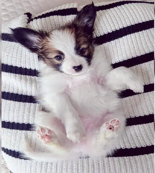 Süsse Papillon Welpen suchen neues Zuhause