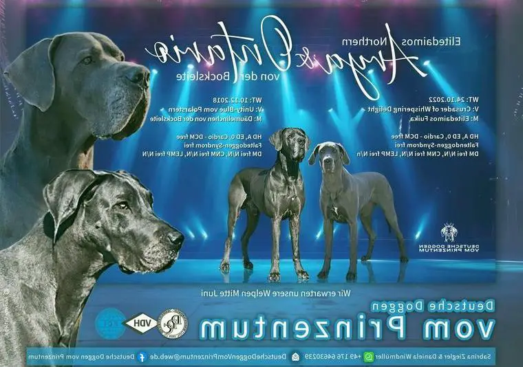 Wir erwarten Deutsche Doggen Welpen