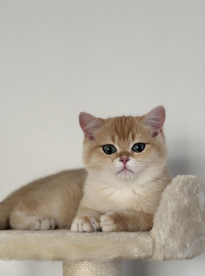 BKH, Britisch Kurzhaar Katze zu verkaufen