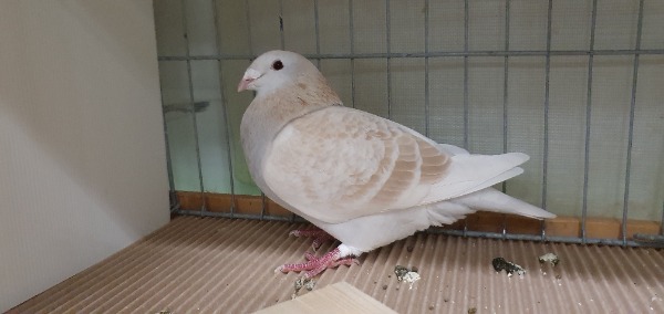 Schönheitsbrieftauben