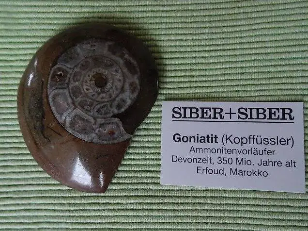 Mineralie. GONIATIT 6x4,5cm gwölbt, glänzend