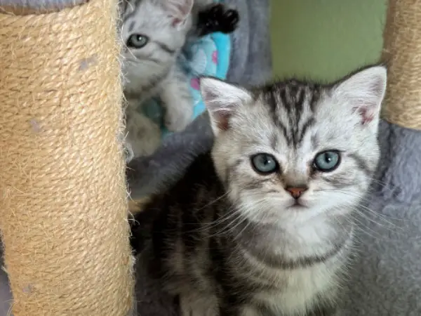 Chatons british shorthair silver tabby avec pedigree