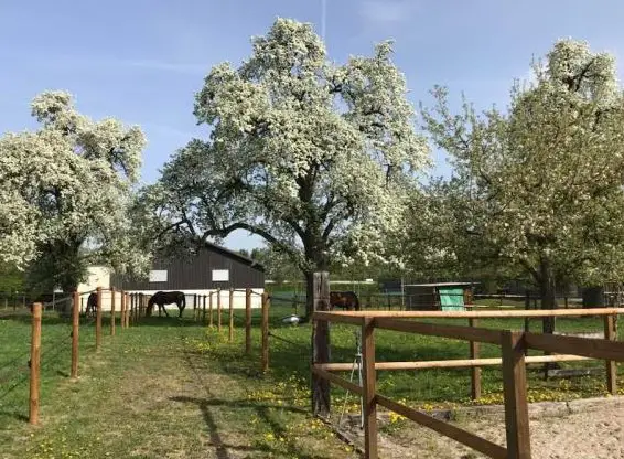 Stall mit Pferdeboxen als Teil- oder Selbstversorger zu vermieten
