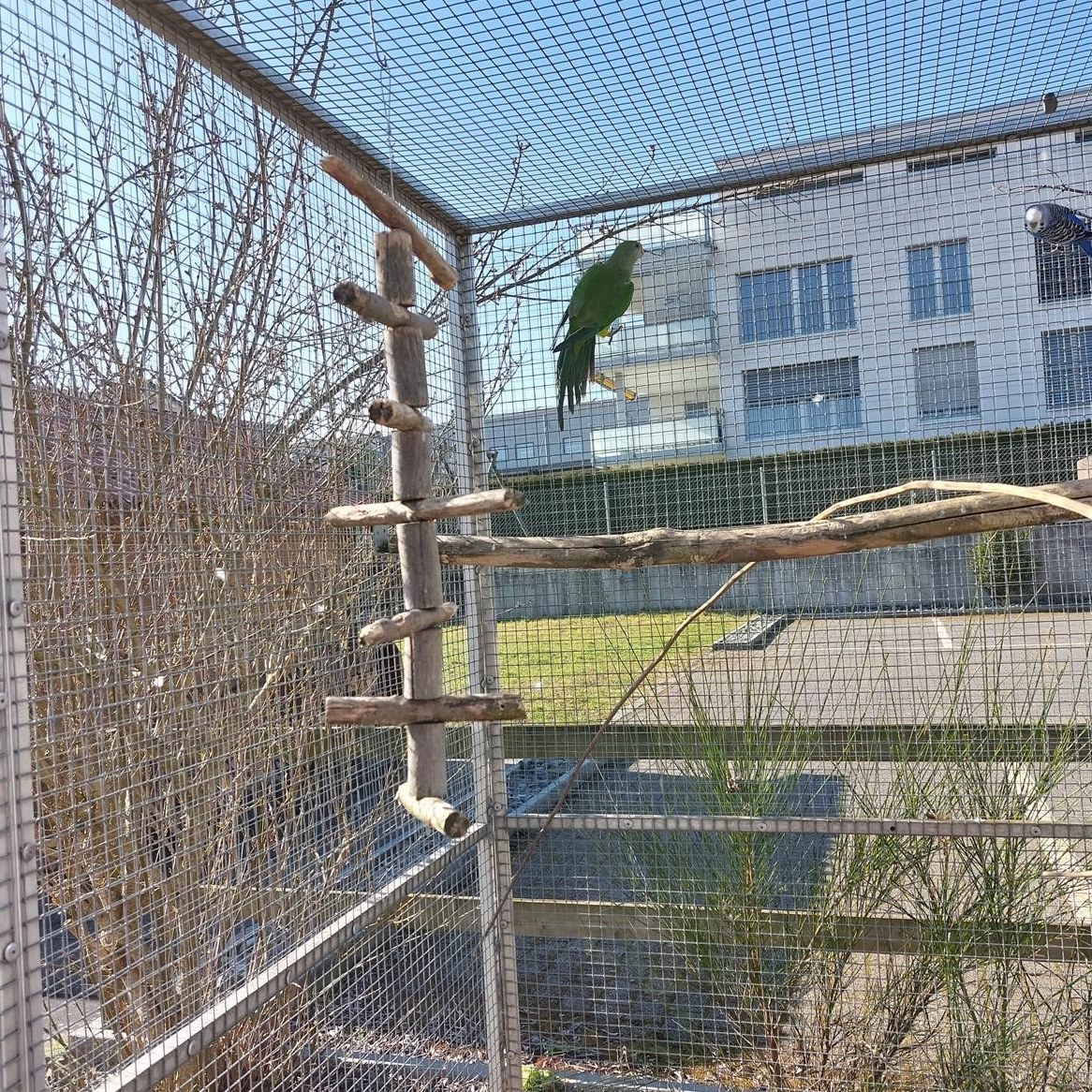 Schildsittich (Barrabandsittich) Henne zu verkaufen