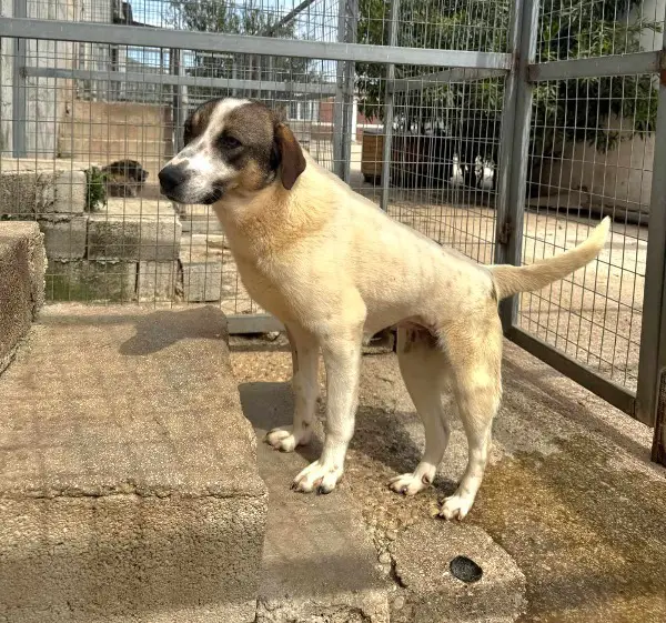 Lieschen: Mischlingshündin, ca. 1,8 Jahre z.zt. in Griechenland