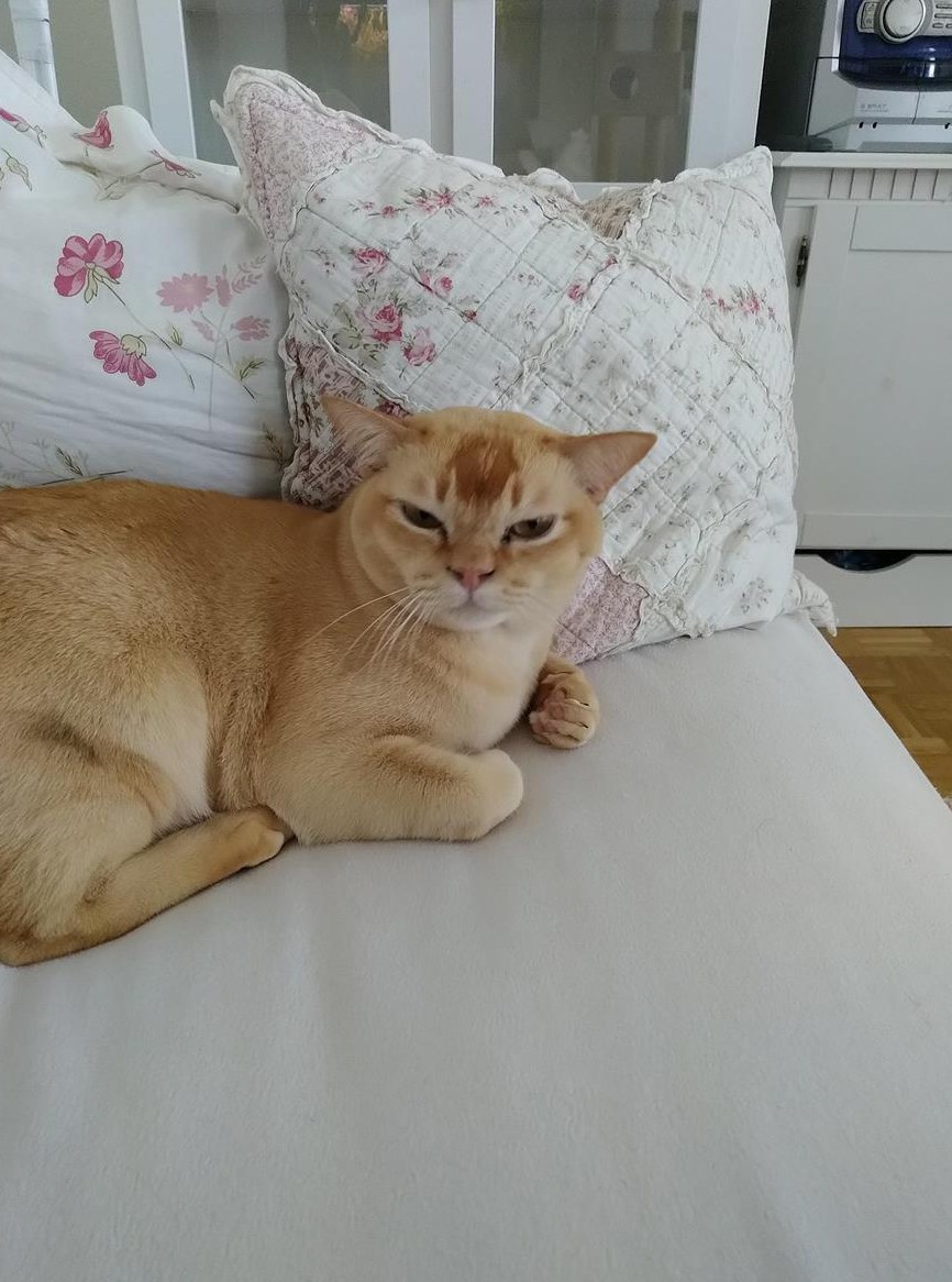 Burma Kater, kastriert sucht neues Zuhause