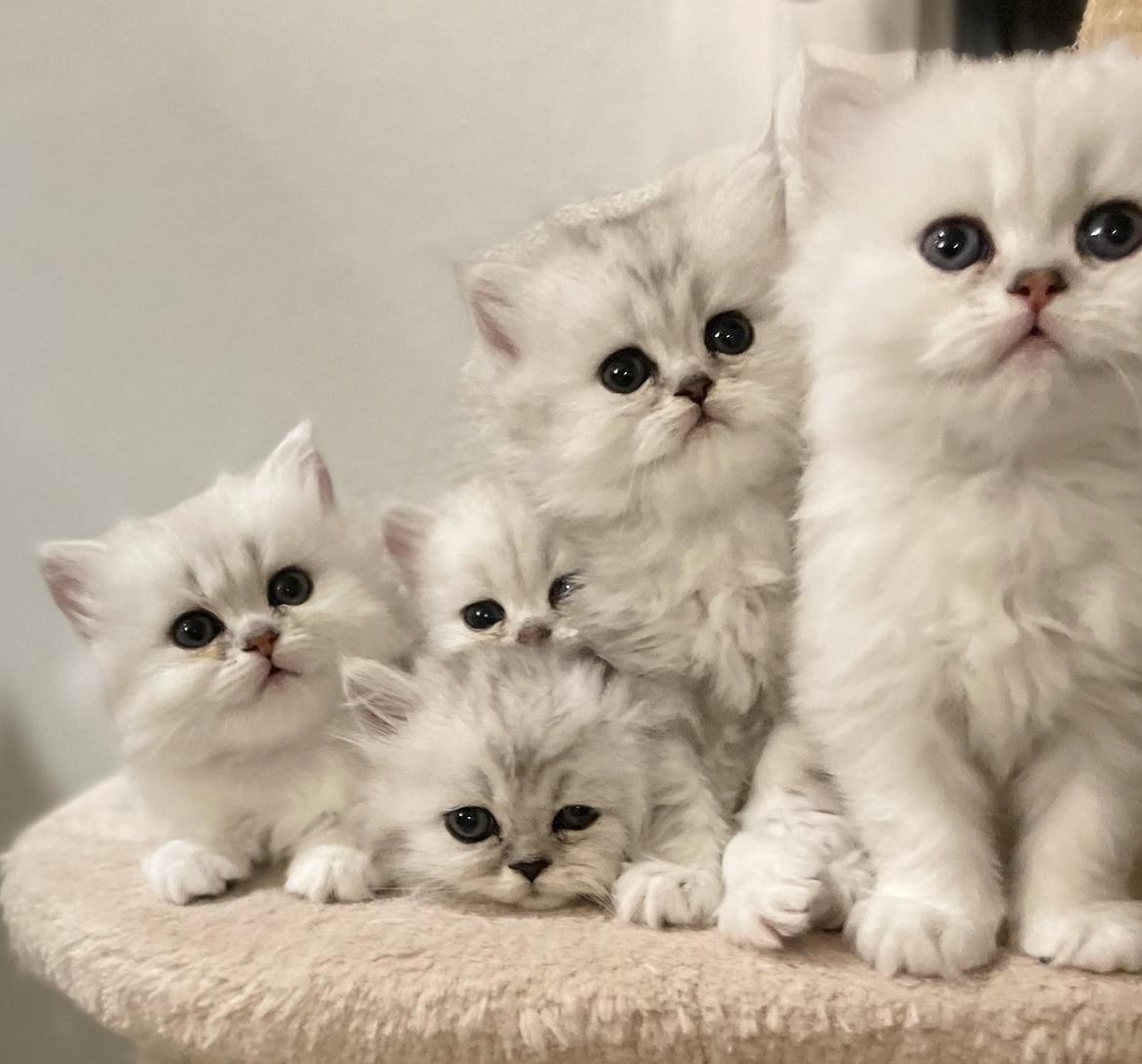 Chinchilla Perser Kitten zu verkaufen