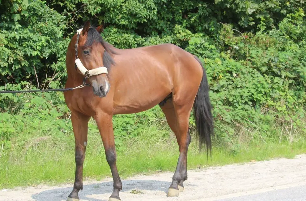 5-jähriger Traber Wallach - Freizeitpartner mit Herz sucht dich