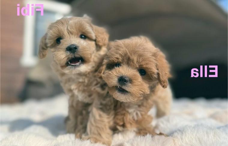 Maltipoo Welpen F1 Generation Malteser Pudel Mix