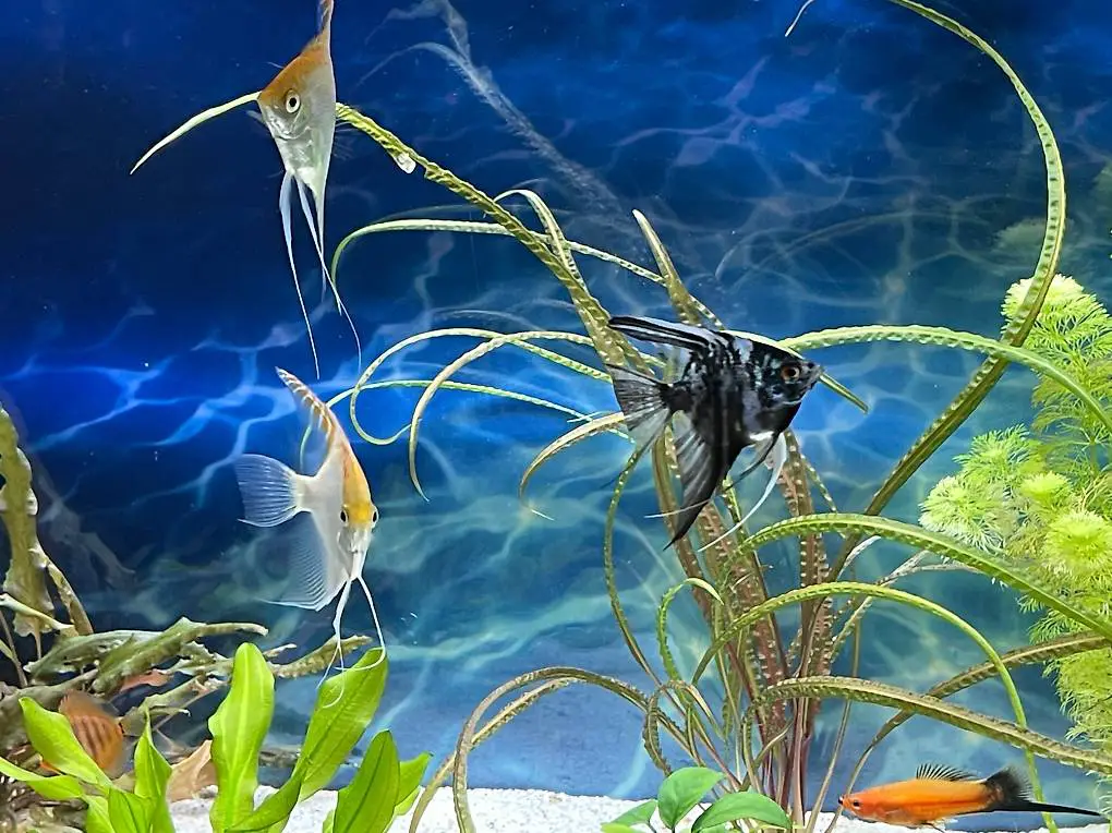 Skalar fische zum verkaufen