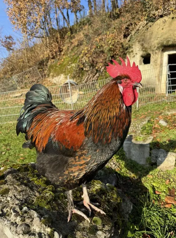 Schöne Brahma & Marans Hähne suchen einen Lebensplatz