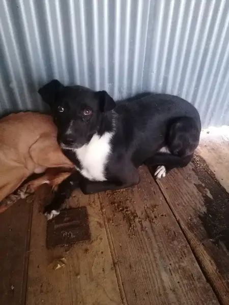 Coby, Labrador Mischling im Canile Lager