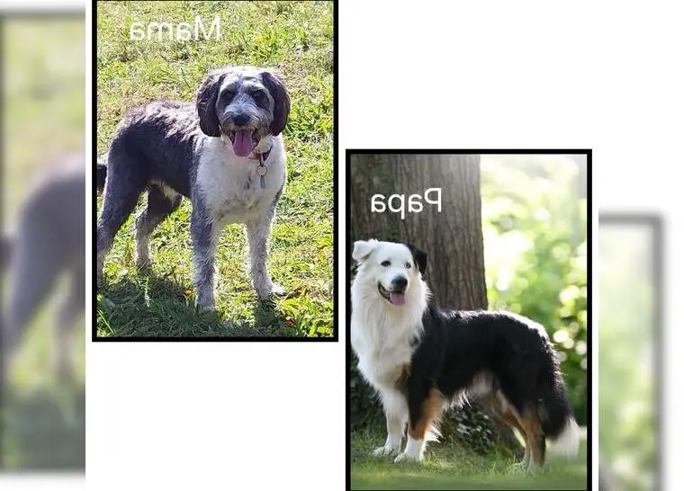 Wurfankündigung Aussiedoodle