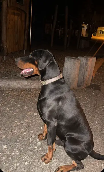Dobermann Rüde